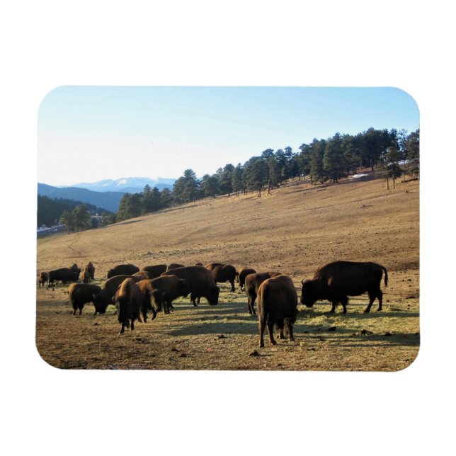 Bison i Colorado Magnet (Horisontell)