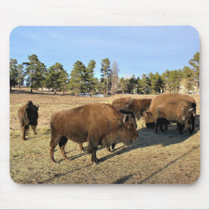 Bison i Colorado Musmatta