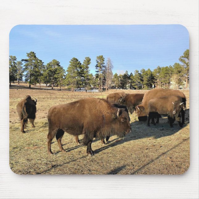Bison i Colorado Musmatta (Framsidan)