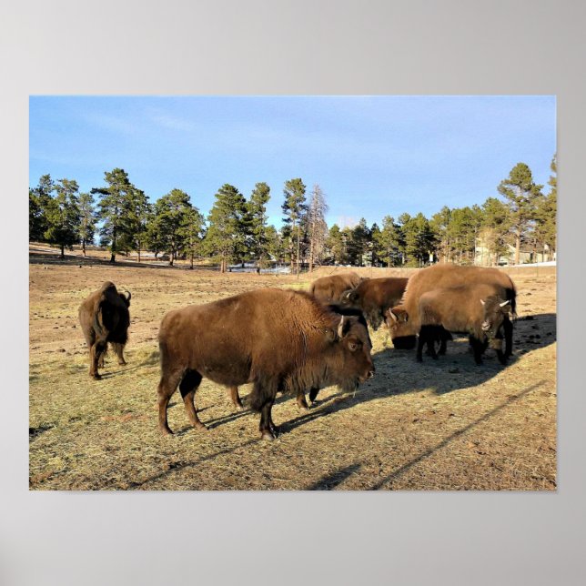 Bison i Colorado Poster (Framsidan)