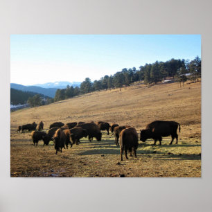 Bison i Colorado Poster