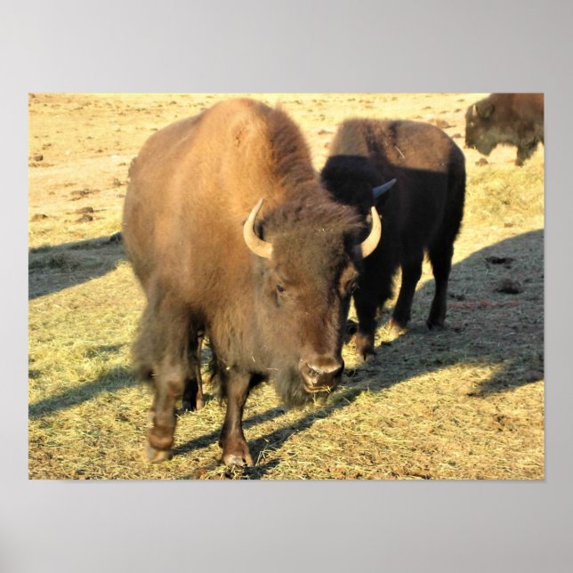 Bison i Colorado Poster (Framsidan)