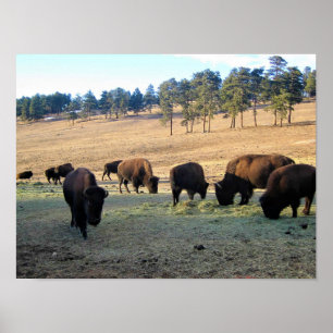 Bison i Colorado Poster
