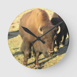 Bison i Colorado Rund Klocka