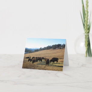 Bison i Colorado Tack Kort