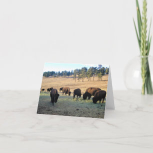 Bison i Colorado Tack Kort