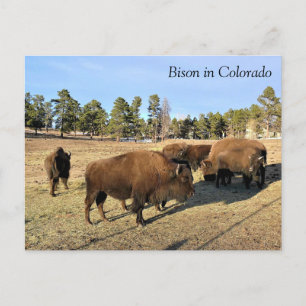 Bison i Colorado Vykort