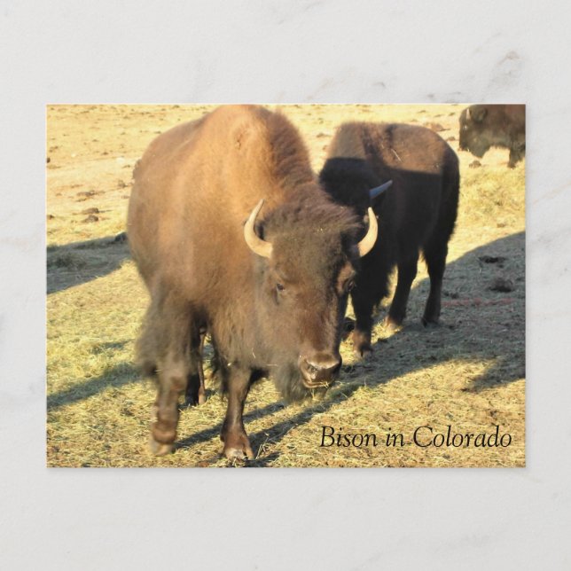 Bison i Colorado Vykort (Framsida)