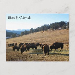 Bison i Colorado Vykort