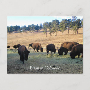Bison i Colorado Vykort