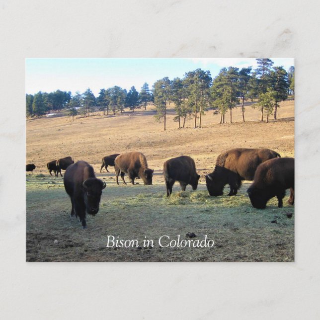 Bison i Colorado Vykort (Framsida)