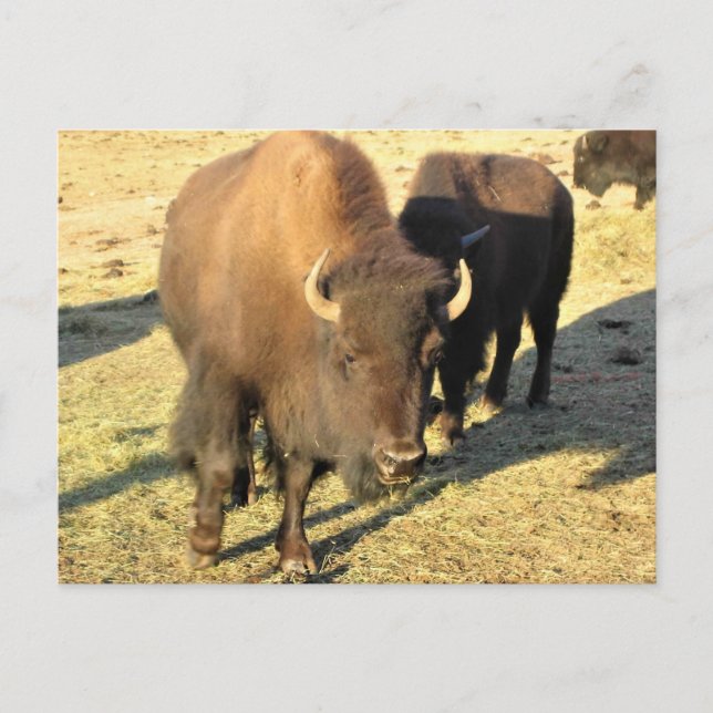 Bison i Colorado Vykort (Framsida)