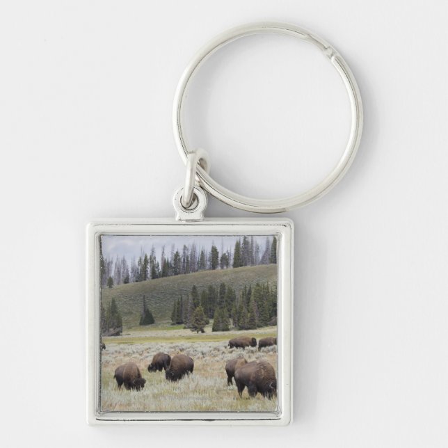 Bison i den Hayden dalen av Yellowstone Fyrkantig Silverfärgad Nyckelring (Framsidan)