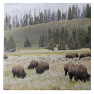 Bison i den Hayden dalen av Yellowstone Kakelplatta