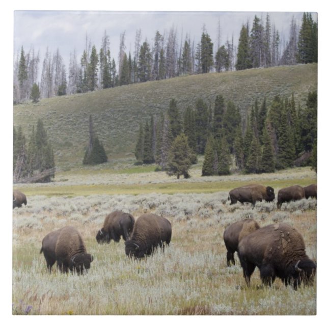 Bison i den Hayden dalen av Yellowstone Kakelplatta (Framsidan)