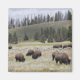 Bison i den Hayden dalen av Yellowstone Magnet