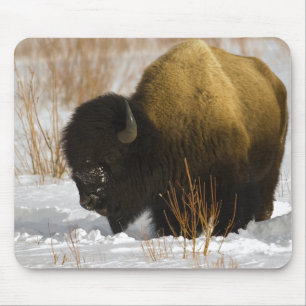 Bison i den vinterYellowstone nationalparken Musmatta