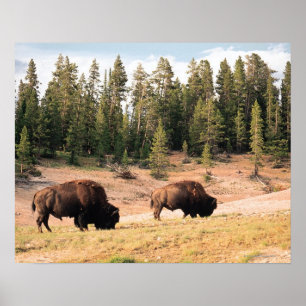 Bison i den Yellowstone nationalparken, Wyoming Poster