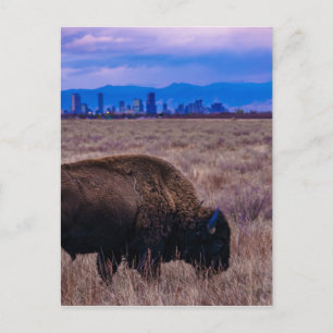 Bison i Denver, Colorado Vykort