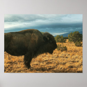 Bison i förgrundsbergen New mexico Poster