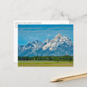 Bison i Grand Teton nationalpark Vykort