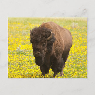 Bison i gult vykort