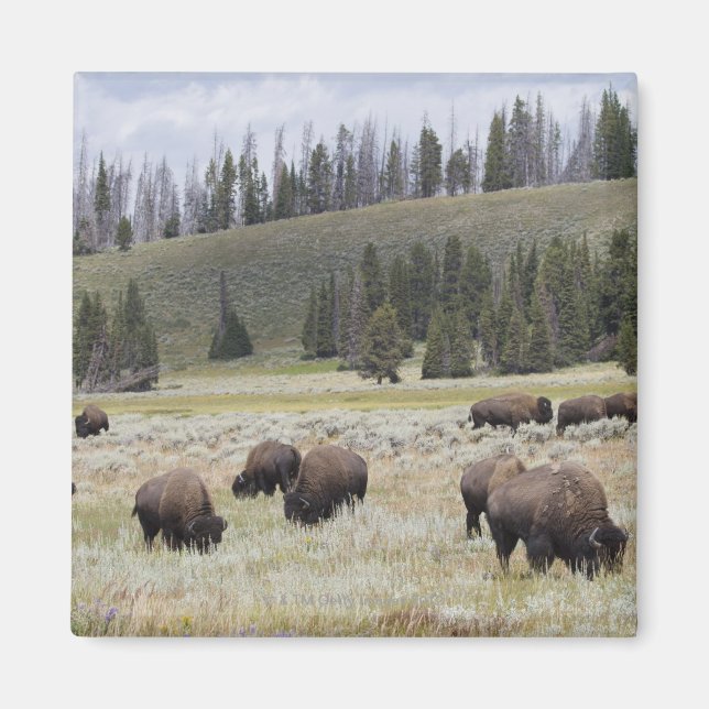 Bison i Hayden Valley of Yellowstone Magnet (Framsidan)