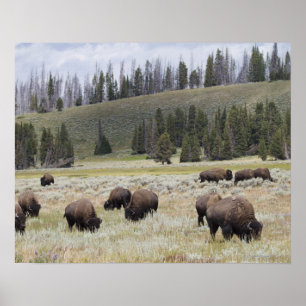 Bison i Hayden Valley of Yellowstone Poster