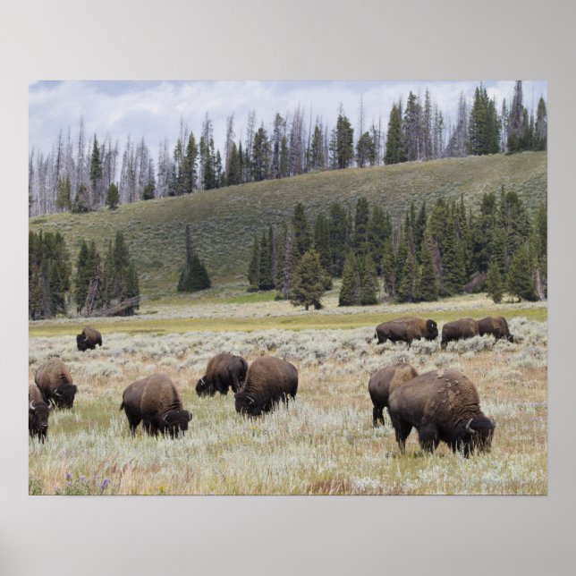 Bison i Hayden Valley of Yellowstone Poster (Framsidan)