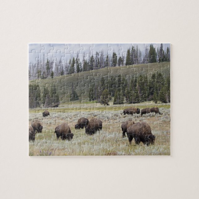 Bison i Hayden Valley of Yellowstone Pussel (Horisontell)
