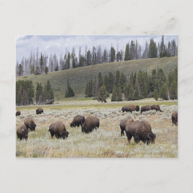 Bison i Hayden Valley of Yellowstone Vykort (Framsida)