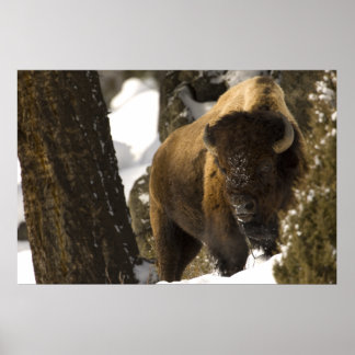 Bison i nationalparken Lamar Valley Yellowstone Poster
