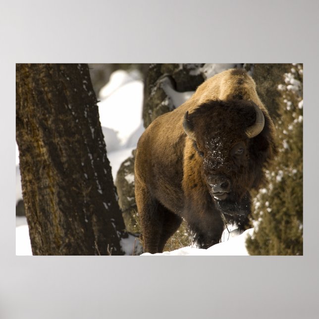 Bison i nationalparken Lamar Valley Yellowstone Poster (Framsidan)