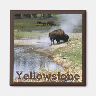 Bison i nationalparken Yellowstone Magnet