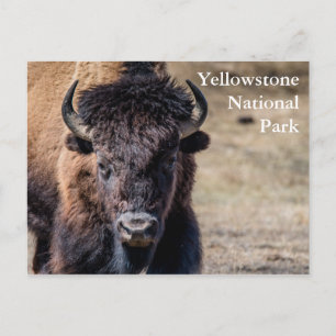 Bison i nationalparken Yellowstone Vykort