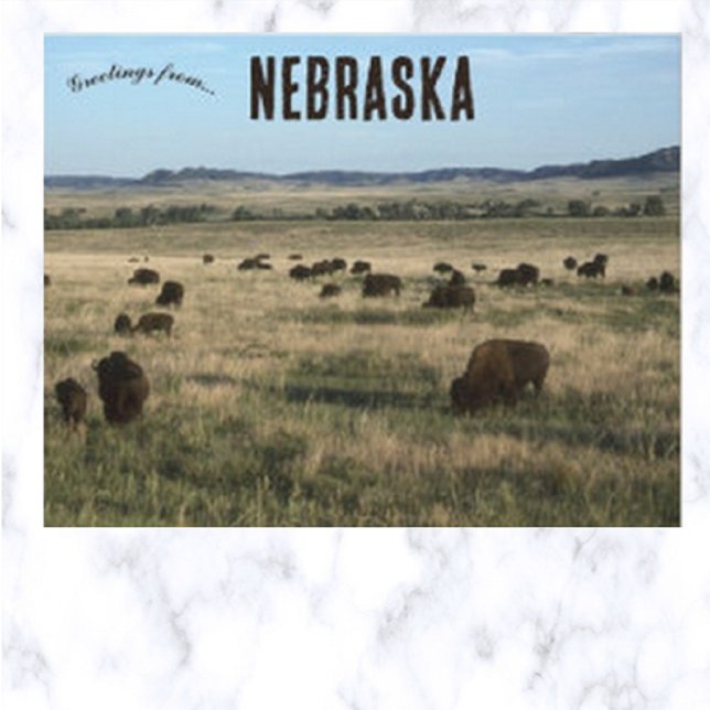 Bison i Nebraska Vykort (Skapare uppladdad)