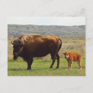 Bison i North Dakota Vykort
