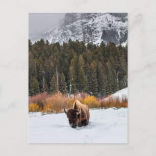 Bison i Snowy Yellowstone National Park Photo Vykort