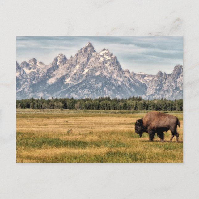 Bison i Tetons Vykort (Framsida)