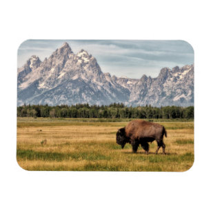 Bison i Tetonsen Magnet
