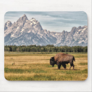 Bison i Tetonsen Musmatta