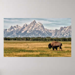 Bison i Tetonsen Poster