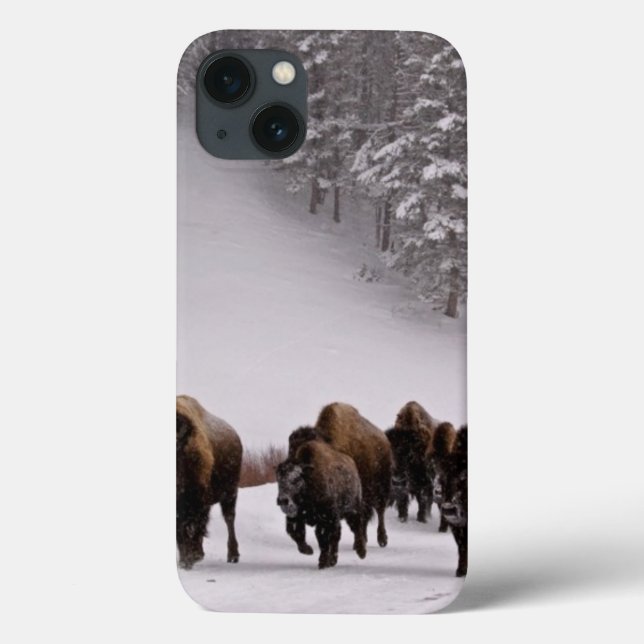 Bison i vinter (Baksida)
