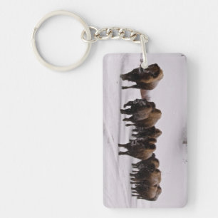 Bison i vinter