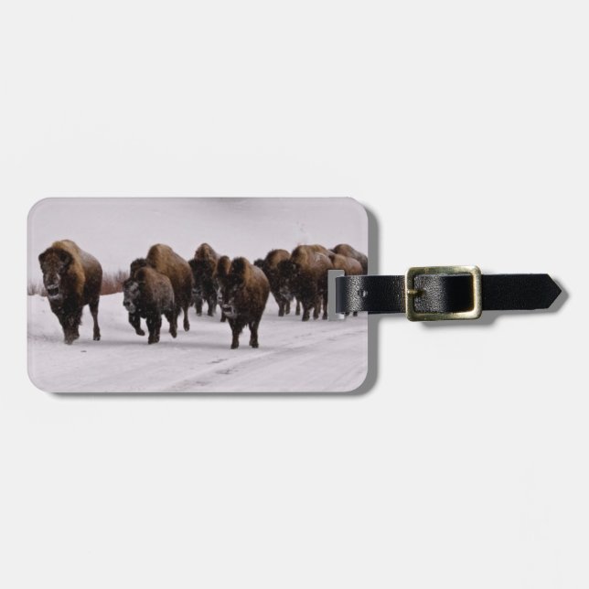 Bison i vinter bagagebricka (Horisontell Framsida)