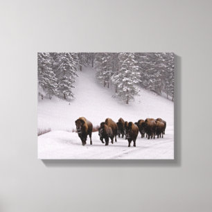 Bison i vinter canvastryck