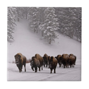 Bison i vinter kakelplatta