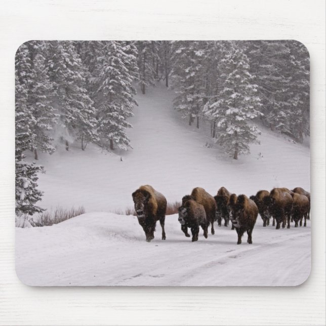 Bison i vinter musmatta (Framsidan)