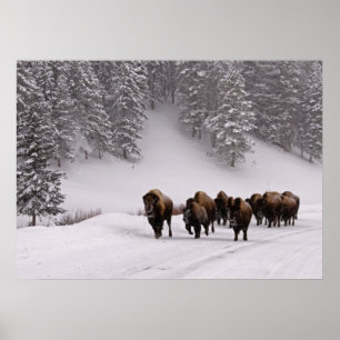 Bison i vinter poster