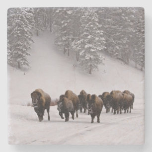 Bison i vinter stenunderlägg